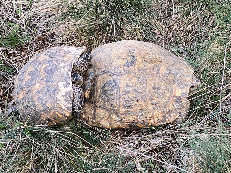Kumsalda Doğal Hayatı Koruma Kumsalda Doğal Hayatı Koruma